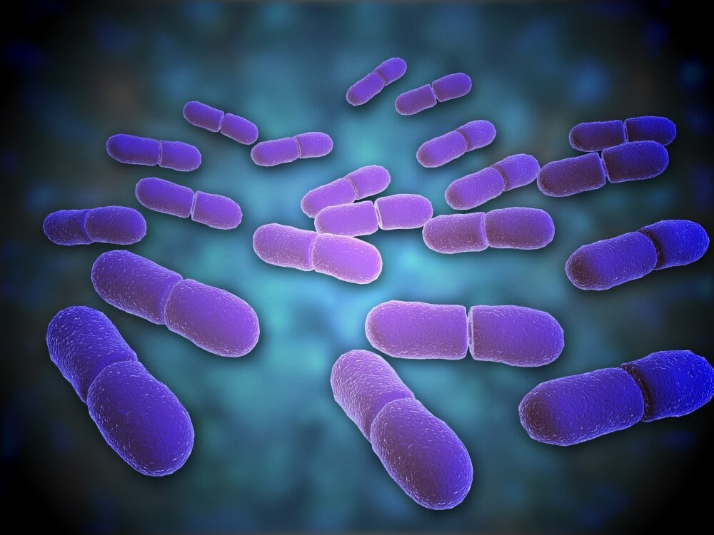 what is listeria bacteria