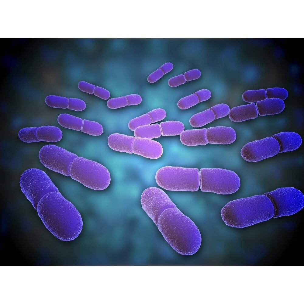 Microscopic View Of Listeria Monocytogenes Listeria Monocytogenes Is
