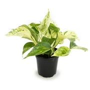 Marble Queen Pothos Plant & Black Grow Pot | Easy Houseplant | Filtered Sun | Element by Altman Plants