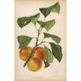 thumbnail image 2 of Plum Cultivar, Harriet, Prunus Domestica Poster Print By ® Florilegius Mary Evans (18 X 24), 2 of 4