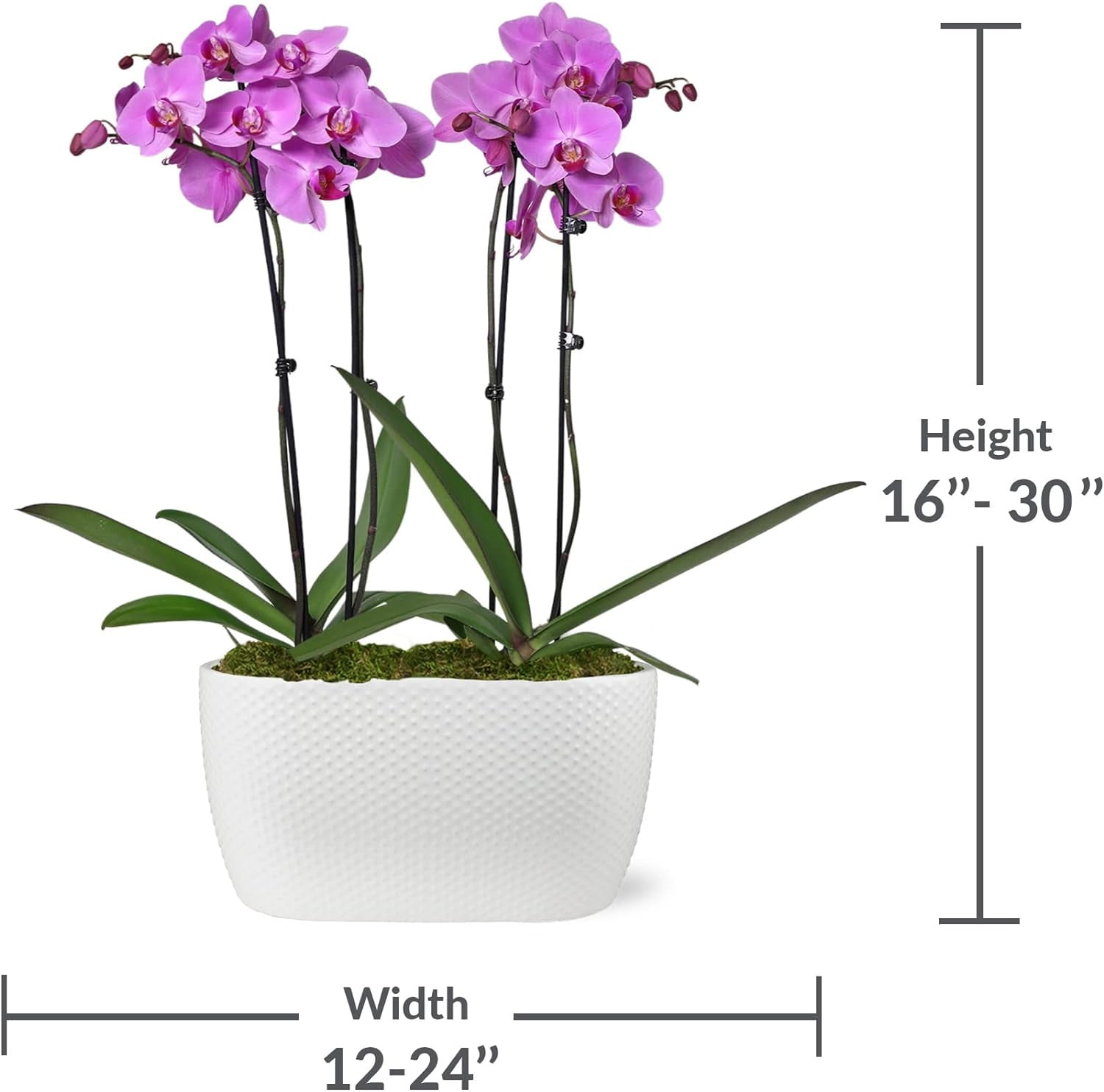 Just Add Ice 16-30" Watercolor Pink Premium Orchid Duo Live Plants in 10" White Dot Ceramic Planter, House Plant
