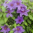 thumbnail image 2 of Ilka Purple Flowering Clematis Vine Bare Root Perennial Starter Plant - 1 starter plant per offer, 2 of 4