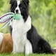 thumbnail image 2 of 2 Piezas Premium Pet Plush Toy Premium Pet Plush Pulpo Squeaky Juguetes para Perros Grandes Juguetes para Perros de Peluche con Tela Suave, 2 of 7