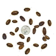 500 Medium 1/2 Dubia Feeder Roaches for Bearded Dragons, Dart Frogs, Spiders (500 Count)(1/2 in)(.93 lbs)