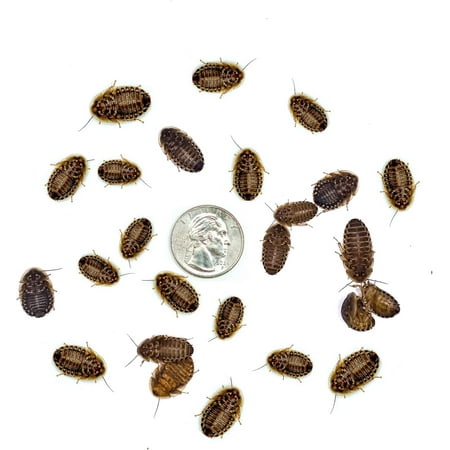 500 Medium 1/2 Dubia Feeder Roaches for Bearded Dragons, Dart Frogs, Spiders (500 Count)(1/2 in)(.93 lbs)