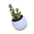 thumbnail image 1 of Maceta Suculenta Mini Contenedor De Flores Para Plántulas Maceta De Plástico Para Jardín Patio Balcón, 1 of 7