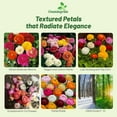 thumbnail image 2 of Outsidepride Ranunculus Magic - 40 Seeds, 2 of 7