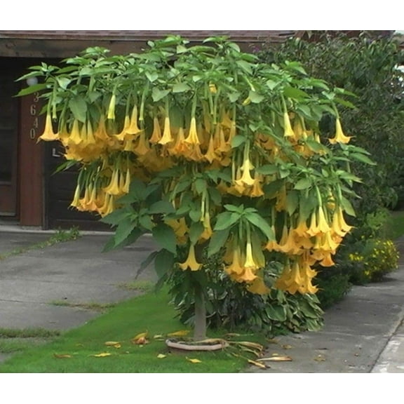 Exotic Yellow Trumpetbush Seeds - 20  Seeds to Grow - Rare and Exotic Trumpet Bush Seeds