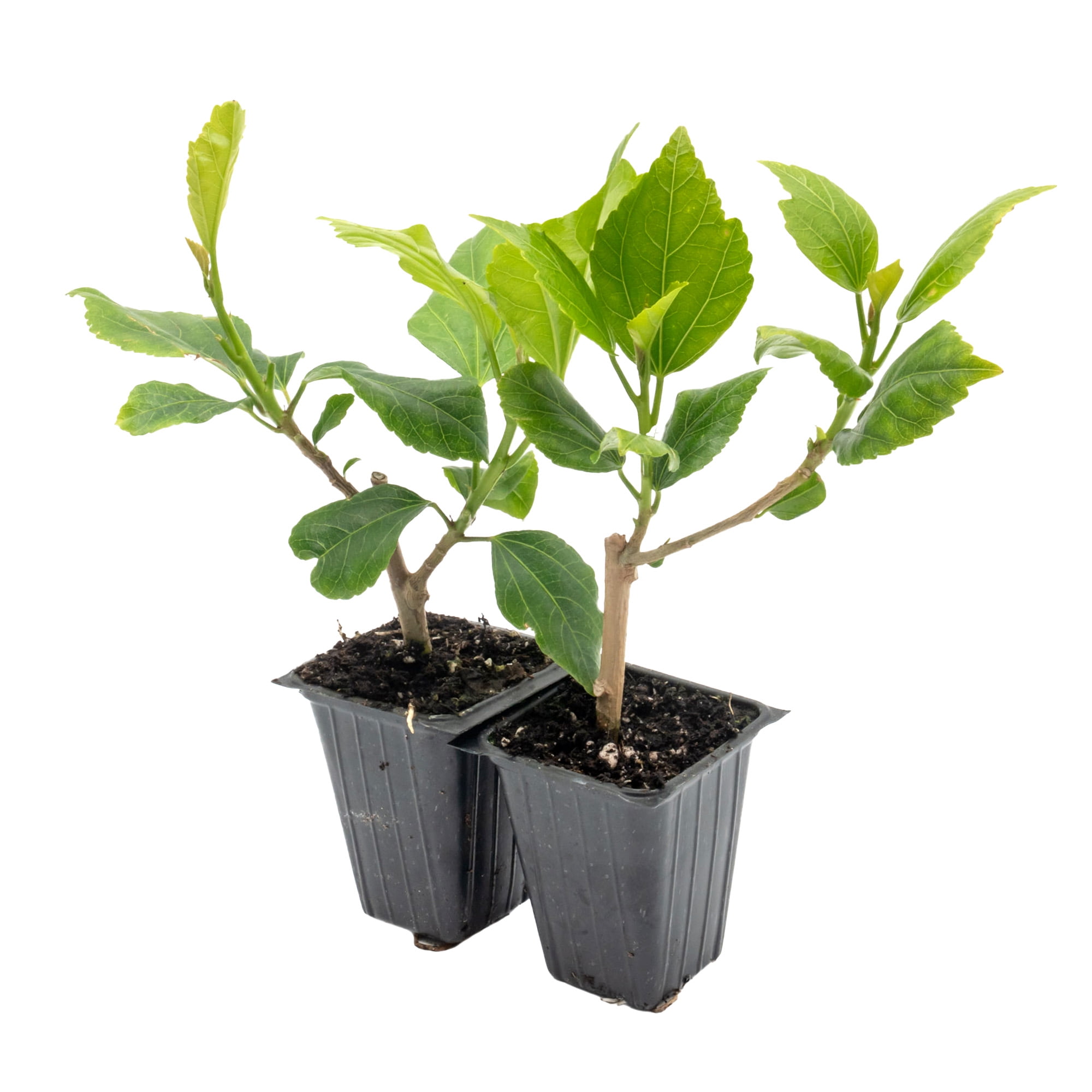2 White Wing Hibiscus – Live Plants in 2.5-Inch Nursery Cubes | Hibiscus rosa-sinensis | Tropical Evergreen Shrub with White and Pink Pollinator-Friendly Flowers