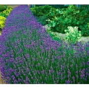 Lavender Lover's Mix--One of each of 3 Lavenders, in a 4 inch Pot