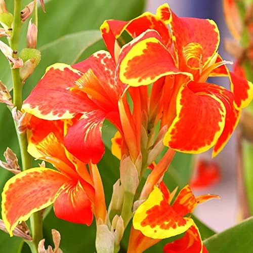 Canna Lily Seeds Canna 'Lucifer' Perennial Deer & Rabbit Resistant