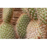 Opuntia Picnanthus, Isla Magadalena pricklypear, Cactus, Live Plant, 1 Cutting