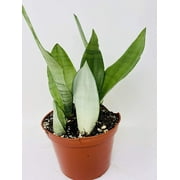 'Moonshine' Snake Plant - Sanseveria - Almost Impossible to Kill - 6" Pot- From Jm Bamboo