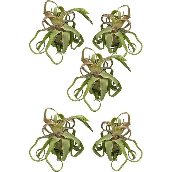 ragnaroc Live Air Plants - Tillandsia Streptophylla Large – 5 Count 3-5 inches – Ideal for Gifts & Presents, Live Indoor Plants & Live House-Plants – Live Plants for Home décor, 30 Day Guarantee