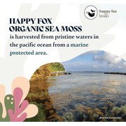 Sea Moss Raw Organic for Organic Seamoss Gel Makes 75oz of Dr Sebi Sea Moss Gel - Certified Non-GMO, Wildcrafted Organic Raw Sea Moss - 75 days supply of Sea moss Gel - 100 Gram Bag