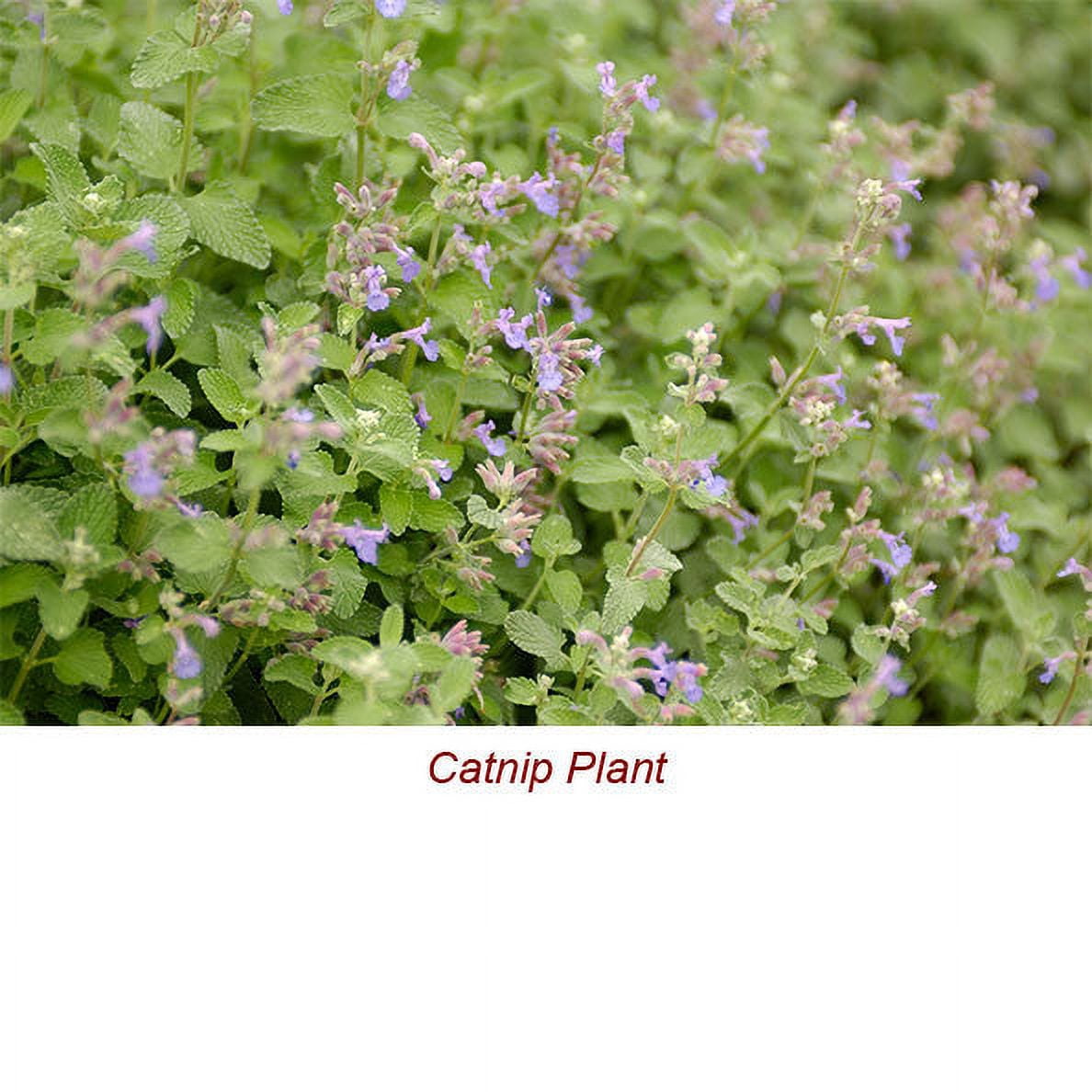 Catnip Essential Oil 5 ml (1/6 fl oz) - 100% Pure and Natural by Silky Scents