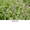 thumbnail image 2 of Catnip Essential Oil 15 ml (1/2 fl oz) - 100% Pure and Natural by Silky Scents, 2 of 5