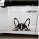 thumbnail image 3 of Car Sticker - French Bulldog - Note Stickers - Dog, Dog Sticker, 3 of 3