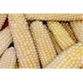 thumbnail image 3 of TomorrowSeeds - Japanese White Hulless Popcorn Ornamental Corn Seeds - 300+ Count - For 2026 Planting, 3 of 9