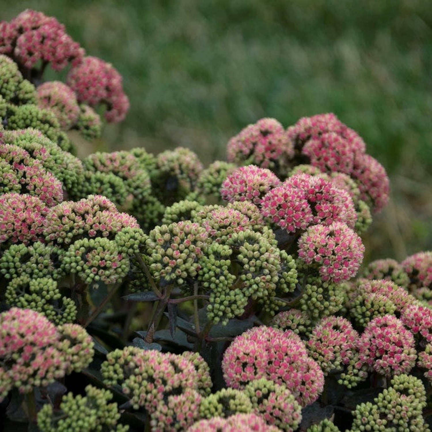 Proven Winners 5" Pink Rock 'N Grow 'Coraljade' Stonecrop Live Plant in 4.5" Pot