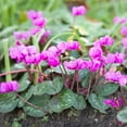 thumbnail image 2 of Easy to Grow Cyclamen Coum Hybriden Hardy 3 Plant Bulbs, Shade Outdoor Zone 4-8, 2 of 3