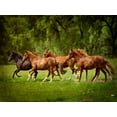 thumbnail image 2 of Sturgeon, Ozana 18x15 White Modern Wood Framed Museum Art Print Titled - Horses in the Field III, 2 of 4