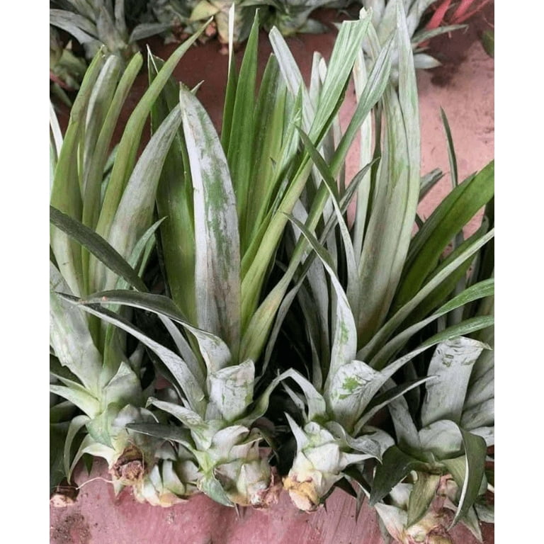 money tree trunk soft Pachira aquatica/Money Tree Braided Trunk Houseplant