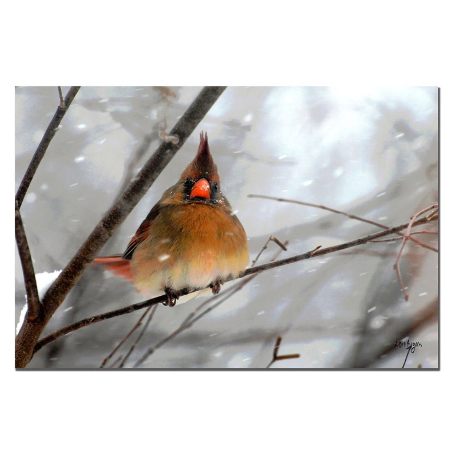 Trademark Fine Art "What the ?" Canvas Art by Lois Bryan