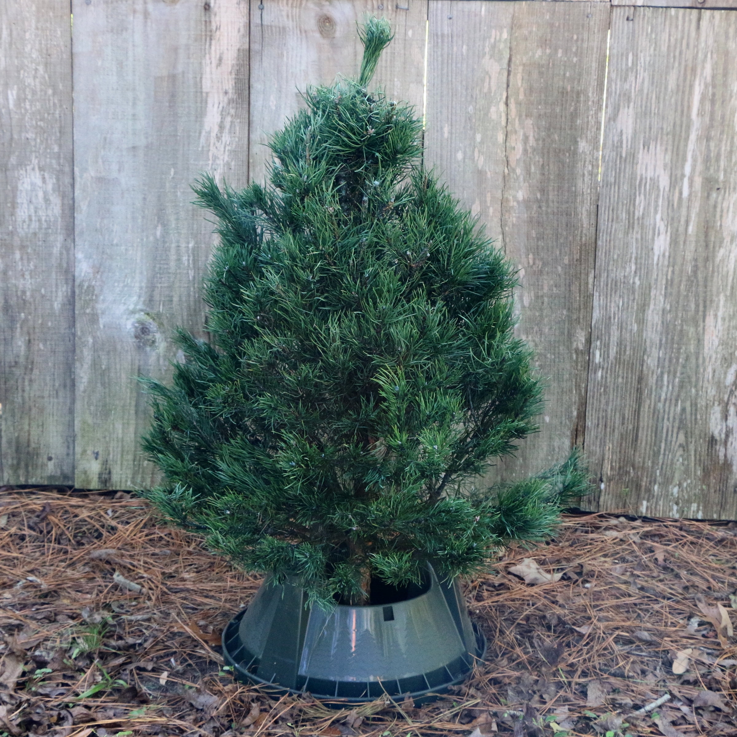 Real Blue Spruce 5' Fresh Cut Christmas Tree