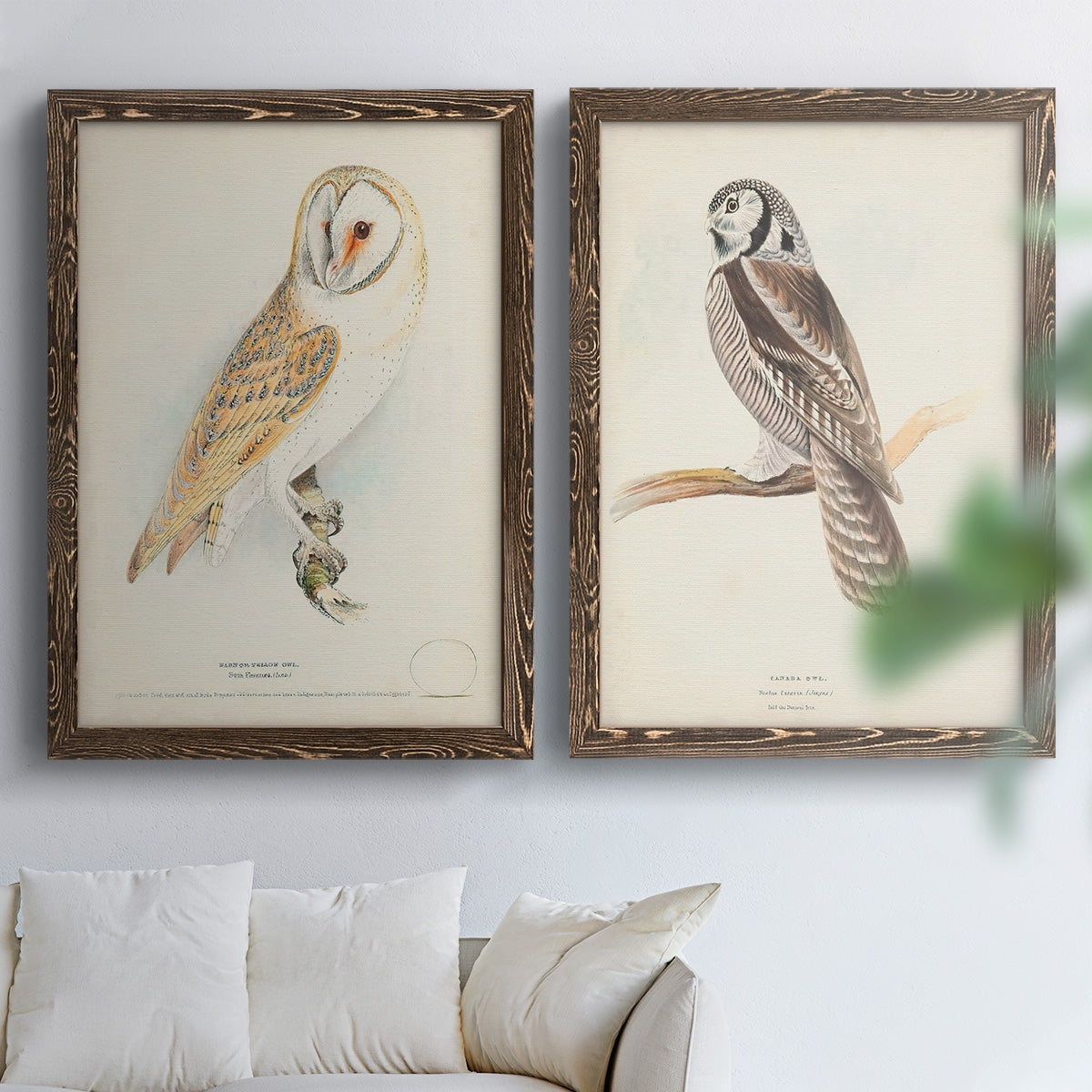 Barn Owl - Premium Framed Canvas 2 Piece Set - Ready to Hang