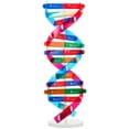 thumbnail image 1 of Miangastore Self Assembling Display Stand Double Helix Model Human Genes Learning Toy Biological Teaching Aid, 1 of 8