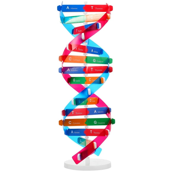 MOVTOTOP Self Assembling DNA Display Stand Double Helix Model Human Genes Learning Toy Biological Teaching Aid