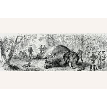 Elephant Hunting In Africa In The 1860s From Lunivers Illustre Published In Paris In 1868 Stretched Canvas - Ken Welsh  Design Pics (36 x