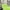 Lime, variant on Elegant Comfort Silky-Soft 1800 Series - Wrinkle-Free 4-Piece Bed Sheet Set, Deep Pocket up to 16 inch, King, Purple