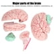 thumbnail image 3 of Modelo de cerebro humano, 5 partes de anatomía cerebral Modelo de PVC Funciones cerebrales Modelo Anatomía humana para nios Estudio de neurociencia Aprendizaje Estudio de estudio ANGGREK  Otros, 3 of 9
