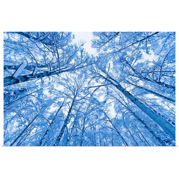 Great BIG Canvas | Rolled Kevin Smith Poster Print entitled Tree top abstract of a snow covered Birch forest, winter, Anchorage, Alaska