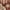 Brick Ivory, variant on Nourison Revel Farmhouse Persian Brick Ivory 2' x 4' Area Rug, (2' x 4')