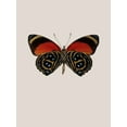 thumbnail image 2 of Incado 25x32 Black Ornate Wood Framed with Double Matting Museum Art Print Titled - Agrias amydon, 2 of 4