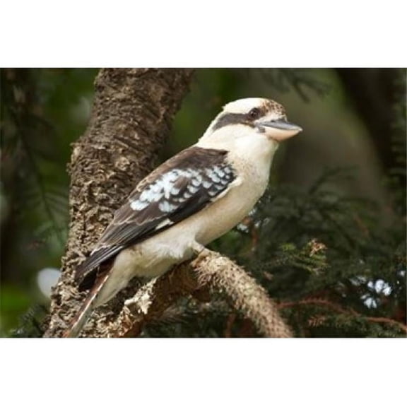 Laughing Kookaburra Sydney New South Wales Australia Poster Print by David Wall - 26 x 17 in.