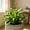 Green-A, variant on Albuca Spiralis , Easy‑Grow Low Maintenance Perennial, Suitable For Garden Beds, Borders, Pots And Planters