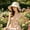 Beige, variant on Women’s Solid Wide Brim Cotton Bucket Hat, Lightweight UV Protection Sun Cap for Coastal Trips & Summer Daily Errands Orange