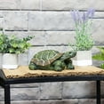 thumbnail image 6 of Sunnydaze Terrance the Tortoise Indoor/Outdoor Decorative Statue - 9", 6 of 9