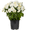 White, variant on Expert Gardener 1PT Yellow Garden Mum Live Plant in Grower Pot, 6-Pack