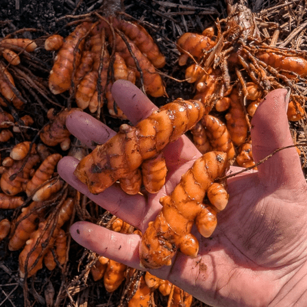 2 Yellow Turmeric Live Plant, Curcuma Yellow Turmeric Plant, Growing Planting Outdoor, 4'' Tall