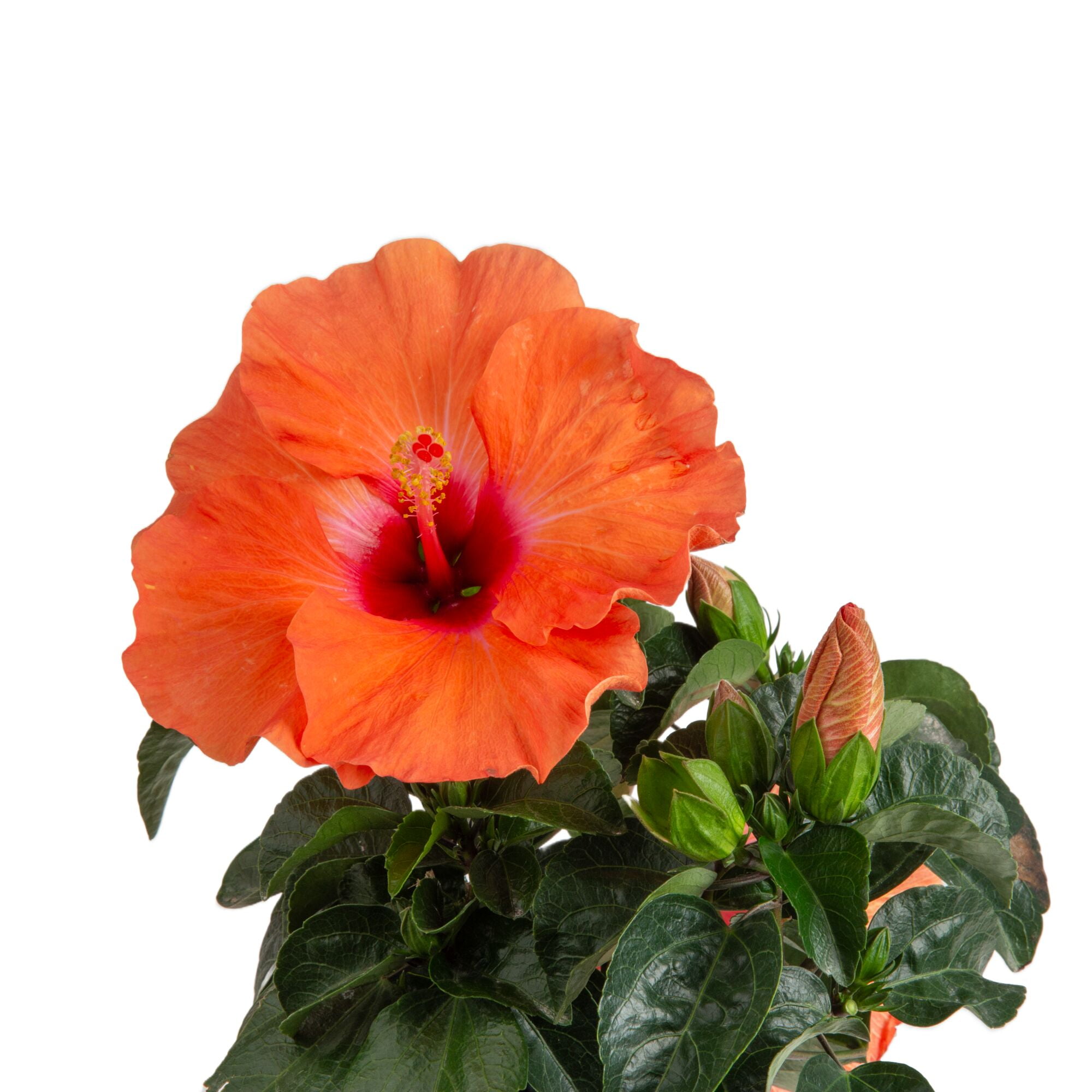 Island Blooms Live Indoor 14in. Tall Hibiscus Plant in 5in. Grower's pot