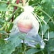 thumbnail image 3 of 100 bolsas de malla con cordón para jardín, bolsas para verduras, plantas, árboles y frutas. 13cmx18cm Blanco, 3 of 9