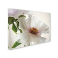 thumbnail image 2 of Trademark Fine Art 'Translucent Peony VI' Canvas Art by Debra Van Swearingen, 2 of 3