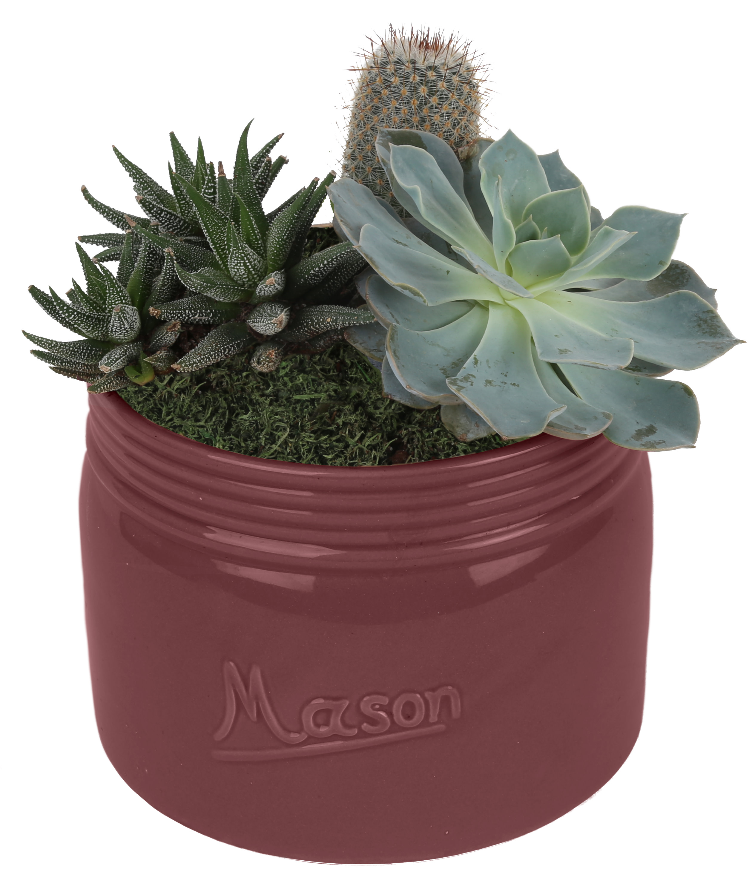 Costa Farms Live Indoor 8in. Tall Assorted Succulent; Bright, Direct