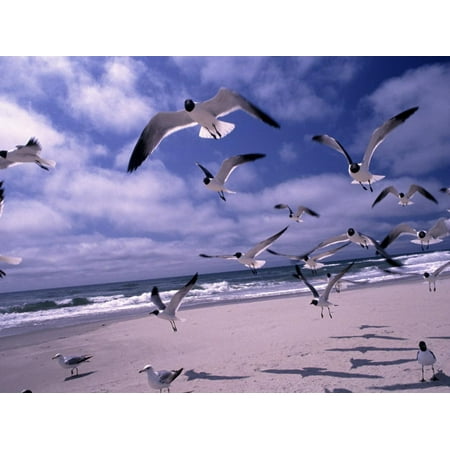 Gulls Flying Over Beach, Ocracoke Island, NC Print Wall Art By Martin