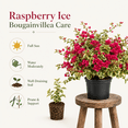 Set 2 Raspberry Ice Bougainvillea Live Plants 4-6 Inch Tall, Rare ...